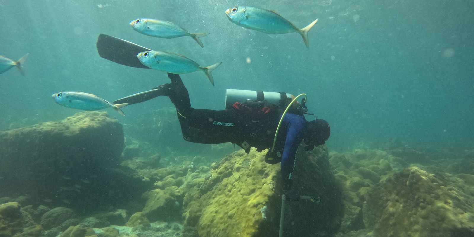 ong-busca-ciencia-para-orientar-manejo-sustentavel-de-costoes-rochosos